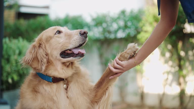 Trusted Dog Boarding Facilities in Fort Myers